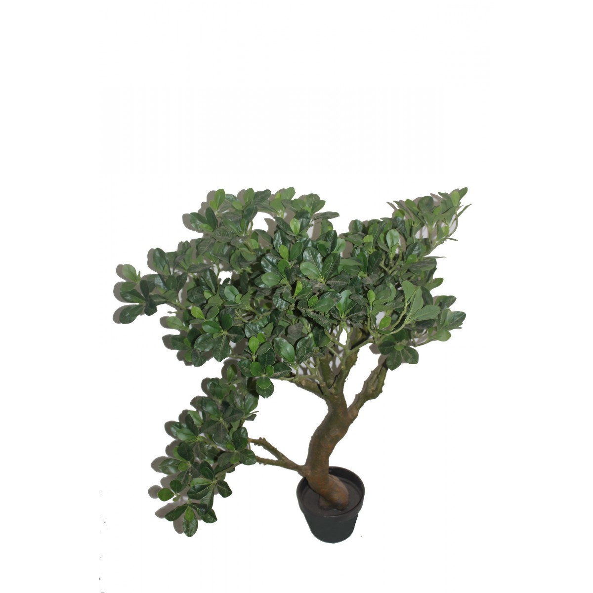 fortune tree