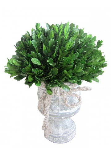 12 Inch Holly & Boxwood Topiary