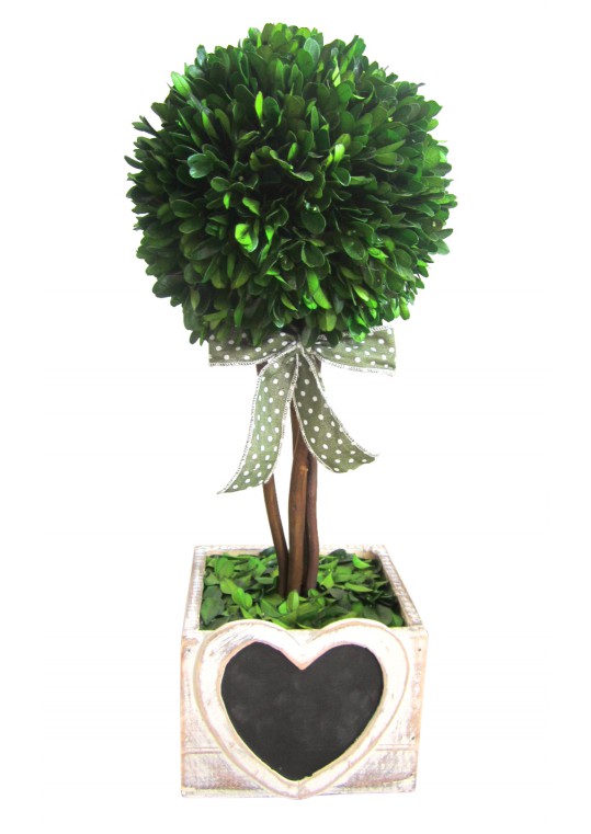 16.5 Inch H Boxwood topiary with heart wood box